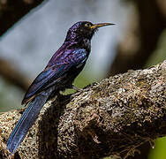 Black Scimitarbill