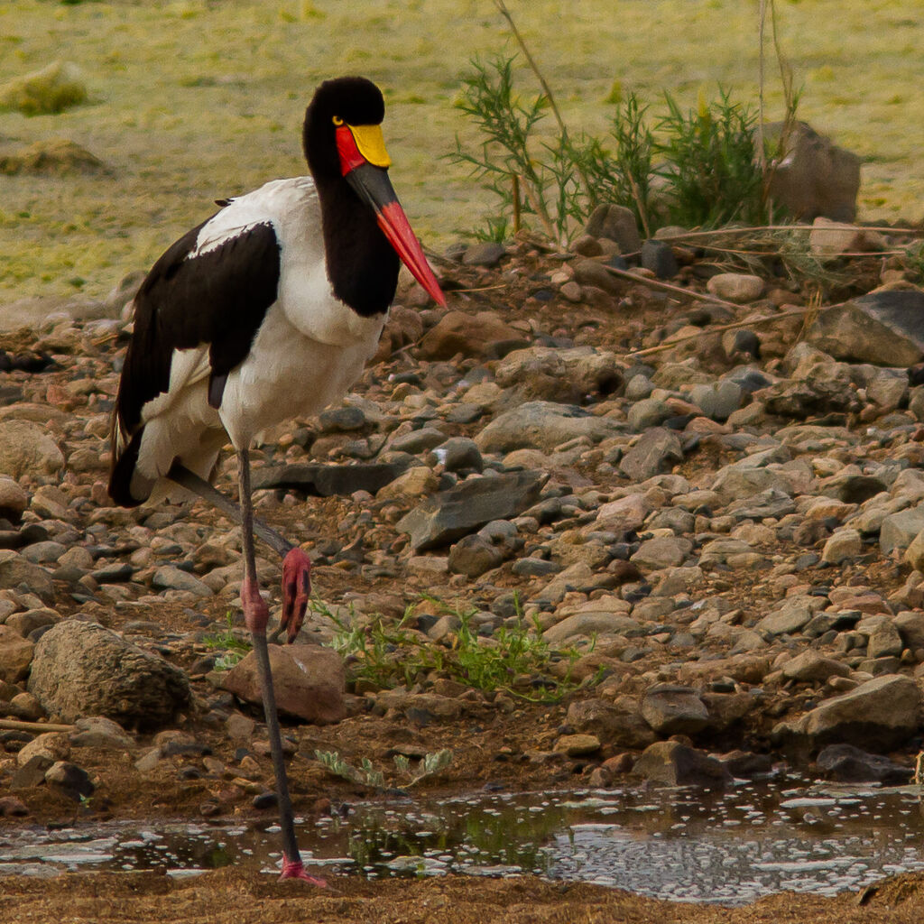 Saddle-billed Stork