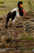 Saddle-billed Stork