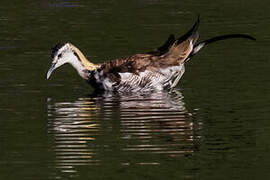 Pheasant-tailed Jacana