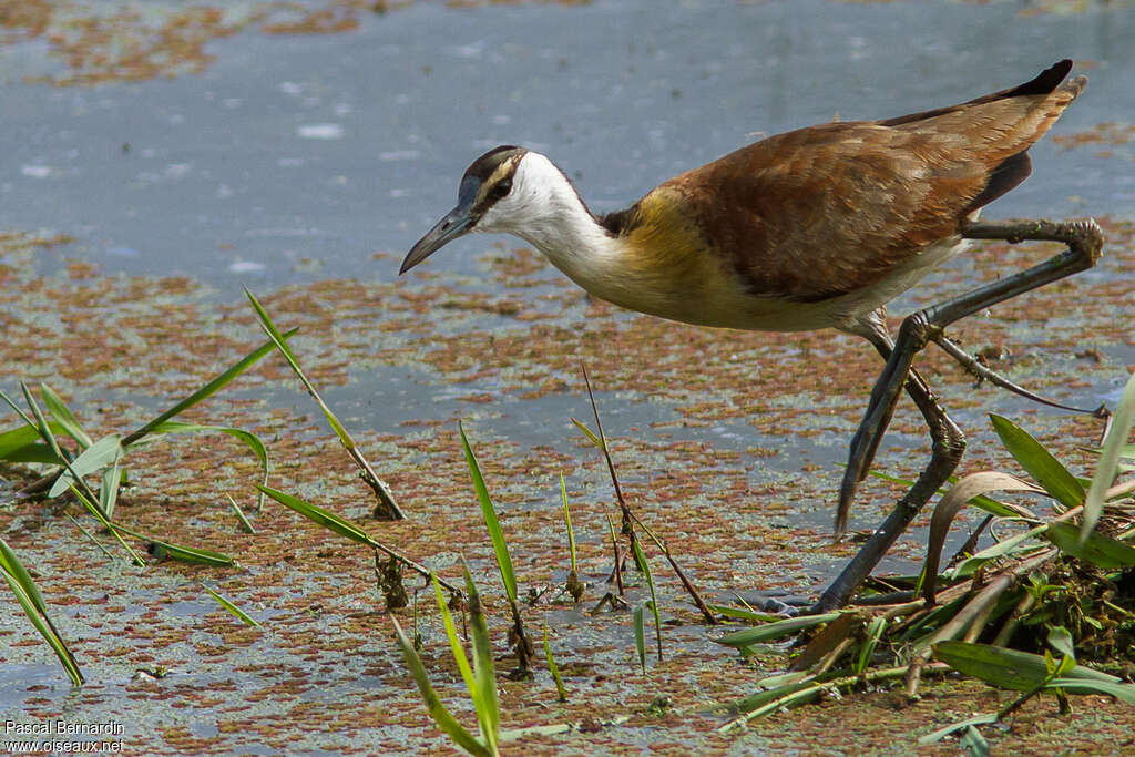 African Jacanajuvenile, identification