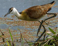 Jacana à poitrine dorée