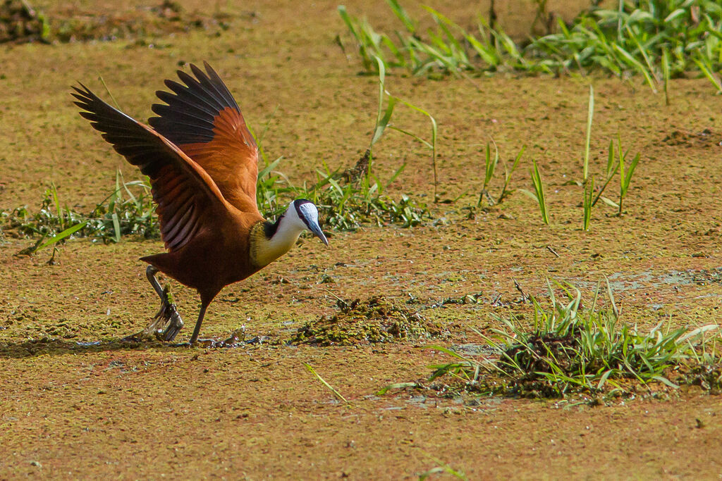 Jacana à poitrine dorée