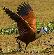 Jacana à poitrine dorée