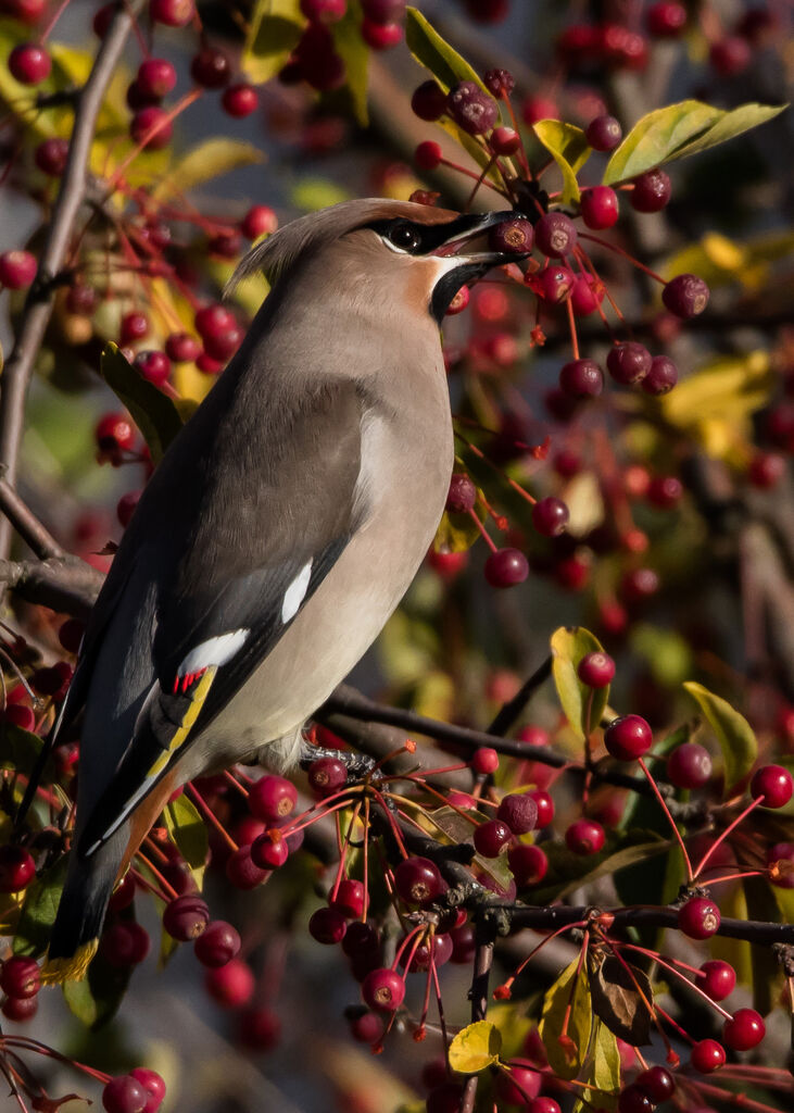 Bohemian Waxwing, close-up portrait, eats