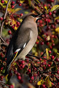 Bohemian Waxwing