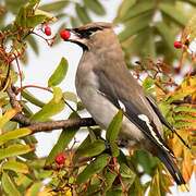 Bohemian Waxwing