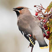 Bohemian Waxwing