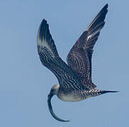 Long-tailed Jaeger