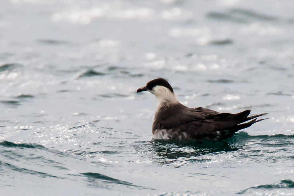 Parasitic Jaeger