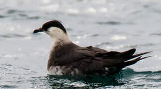 Parasitic Jaeger