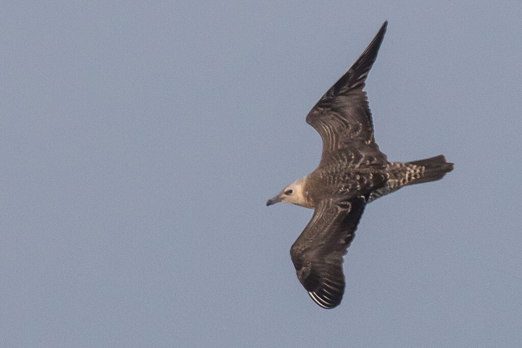 Pomarine Jaeger