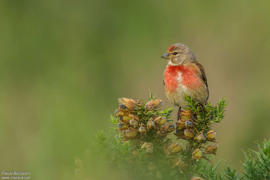 Common Linnet male adult, close-up portrait