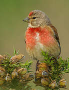 Common Linnet