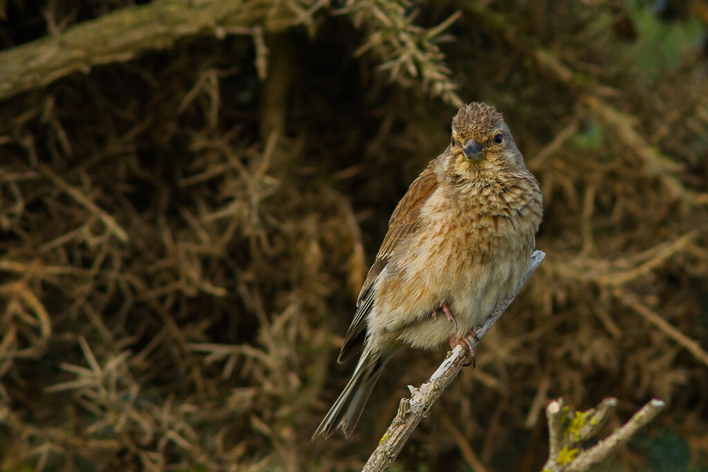 Common Linnet female