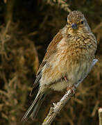 Common Linnet