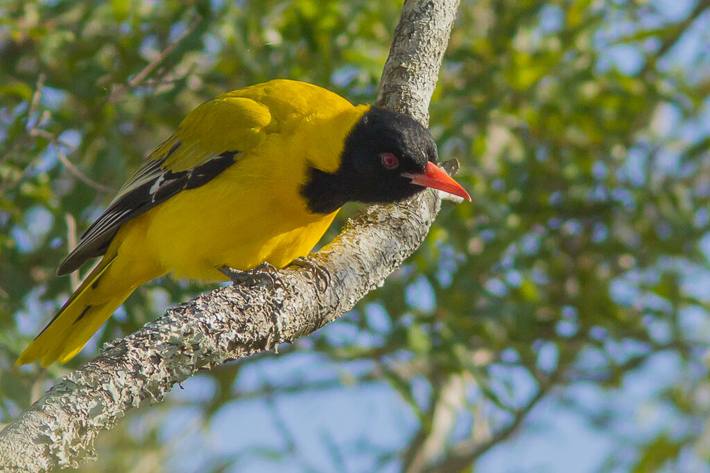 Black-headed Oriole