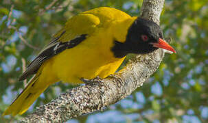 Black-headed Oriole