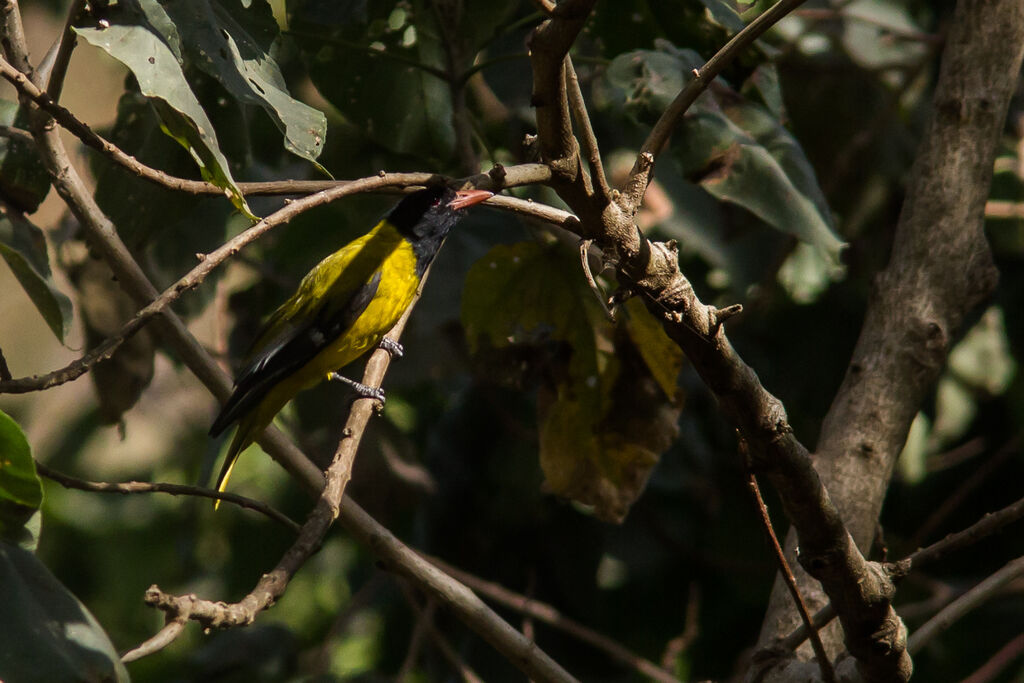 Ethiopian Oriole