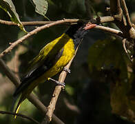 Ethiopian Oriole