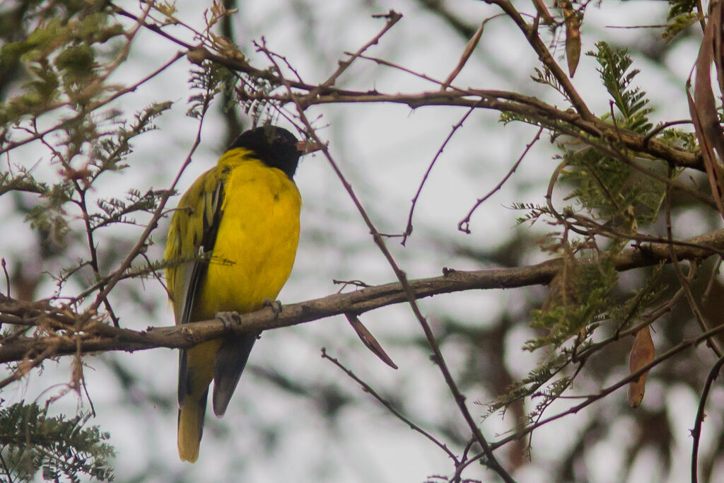 Ethiopian Oriole