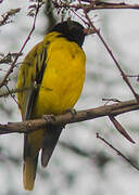 Ethiopian Oriole