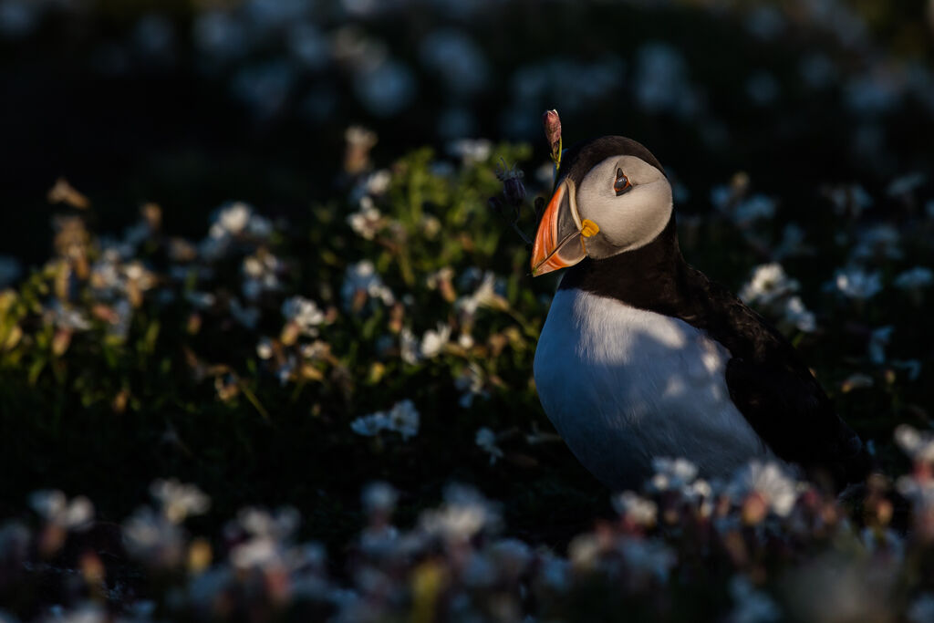 Atlantic Puffin