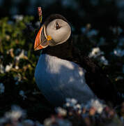 Atlantic Puffin