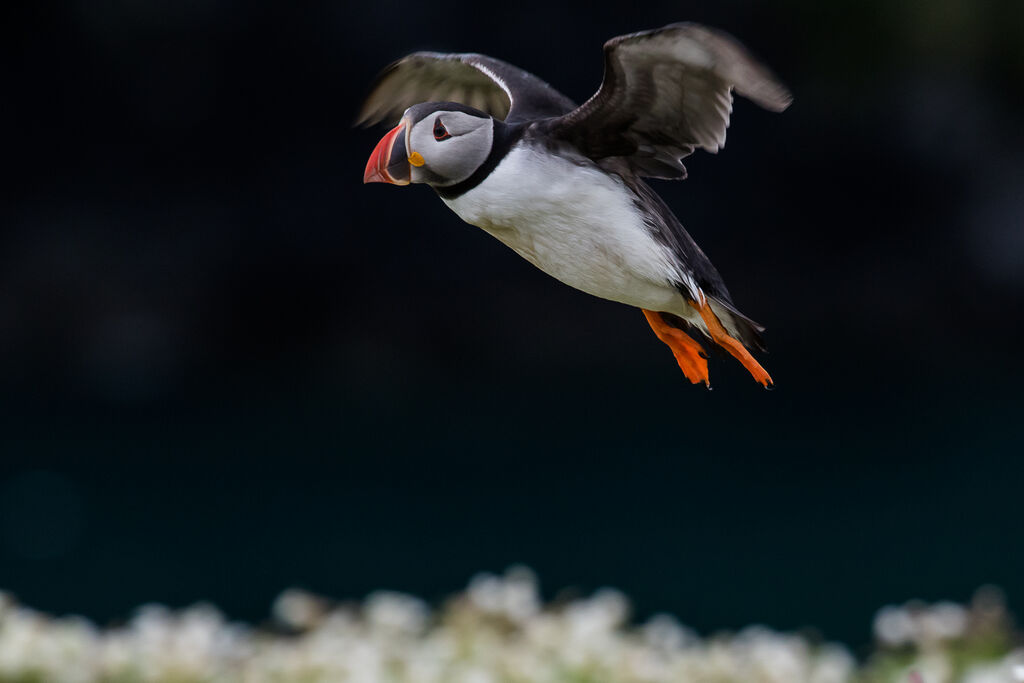 Atlantic Puffin