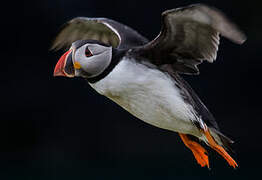 Atlantic Puffin