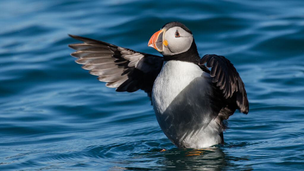 Atlantic Puffin