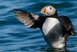 Atlantic Puffin