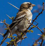 White-browed Sparrow-Weaver