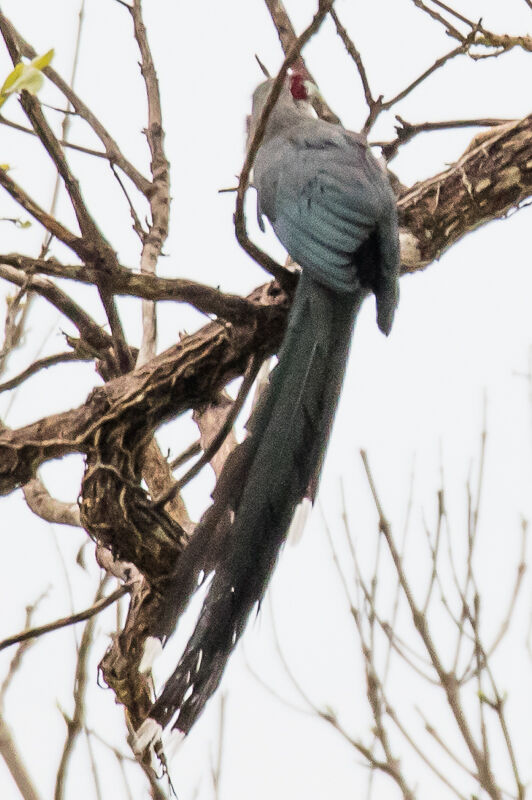 Green-billed Malkoha