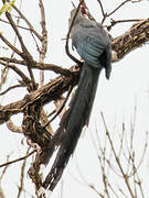 Green-billed Malkoha