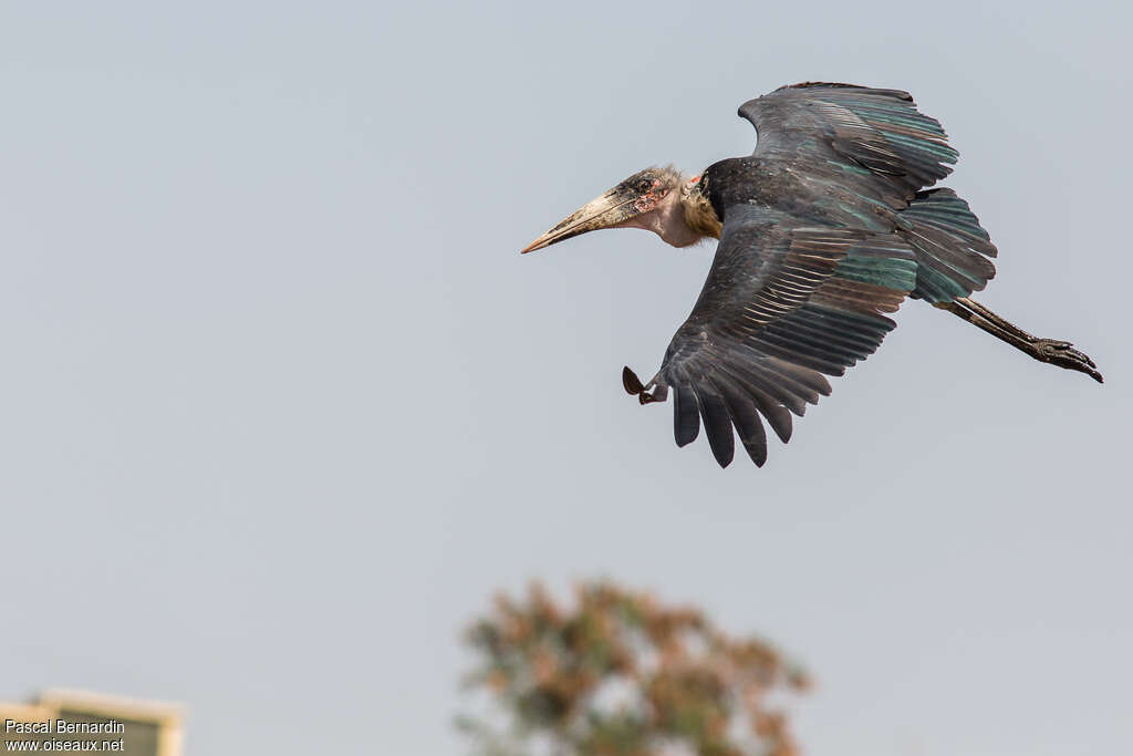 Marabou Storkimmature, Flight