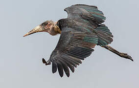 Marabou Stork