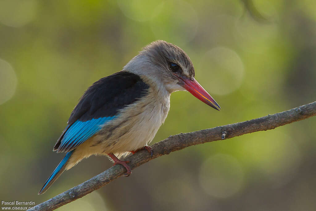 Brown-hooded Kingfisher male adult, identification