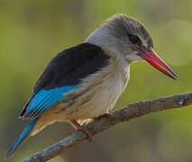 Brown-hooded Kingfisher