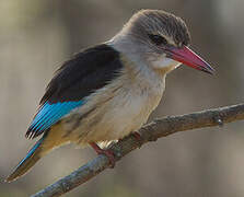 Brown-hooded Kingfisher