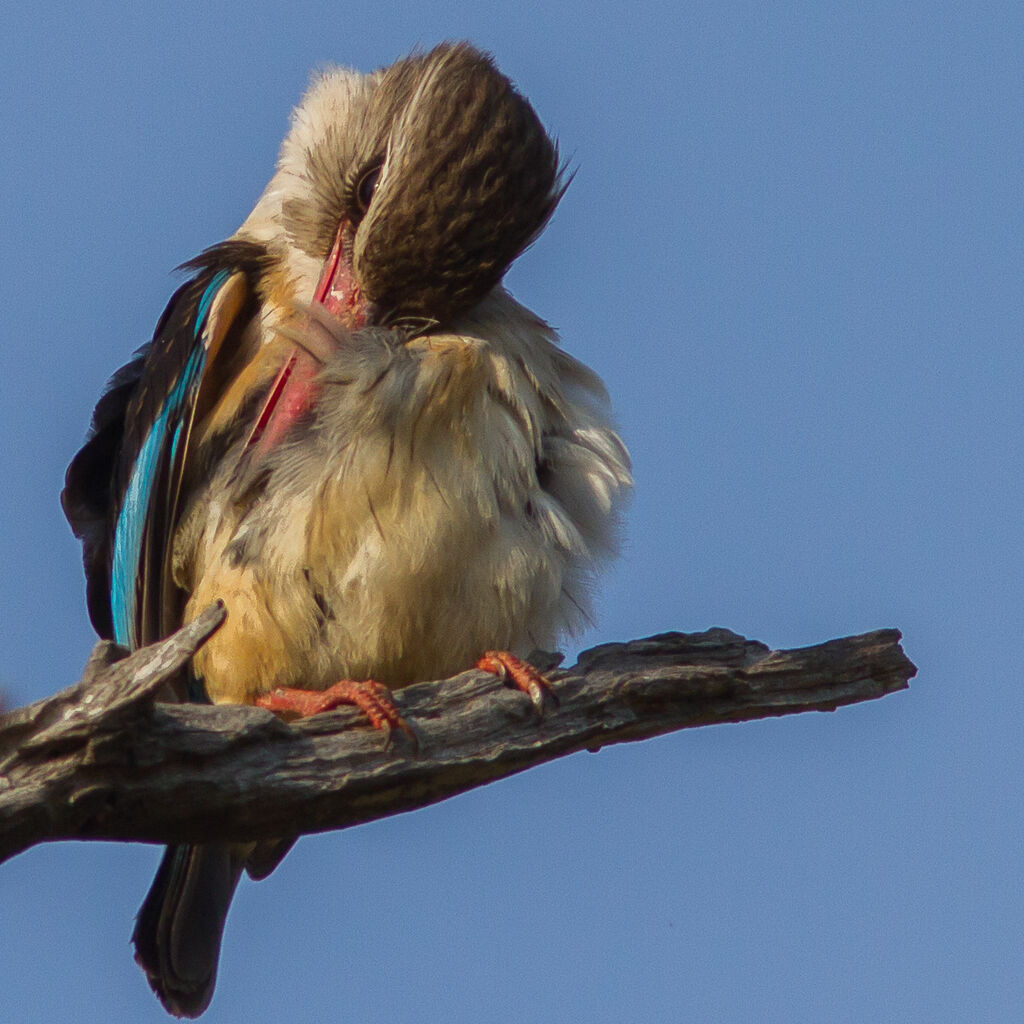 Brown-hooded Kingfisher