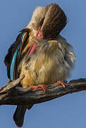 Brown-hooded Kingfisher