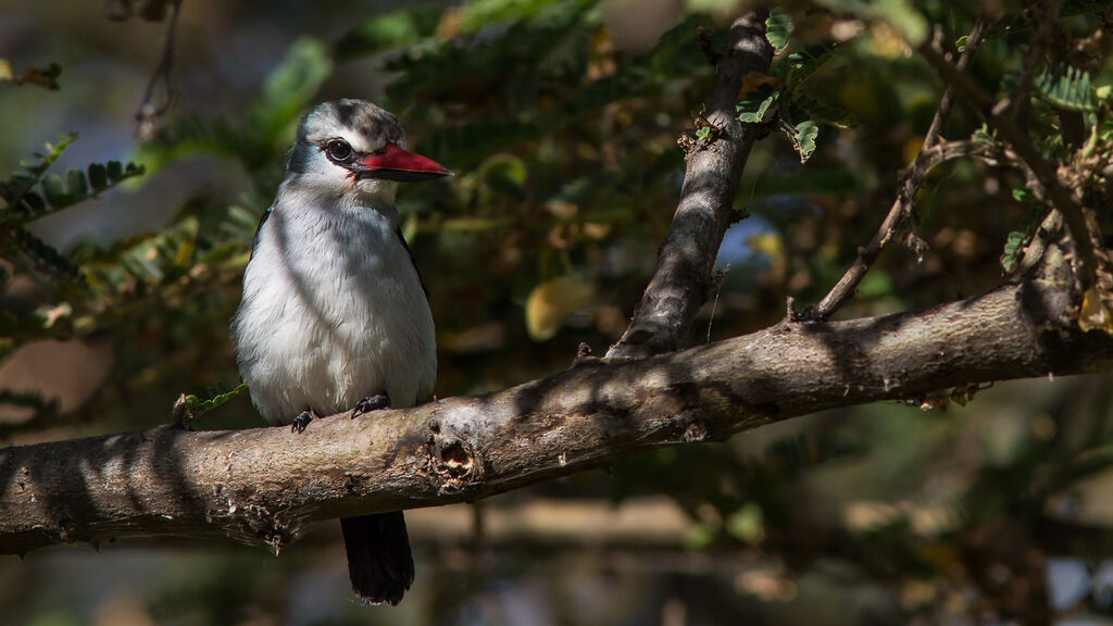 Woodland Kingfisher