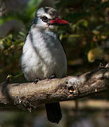 Woodland Kingfisher