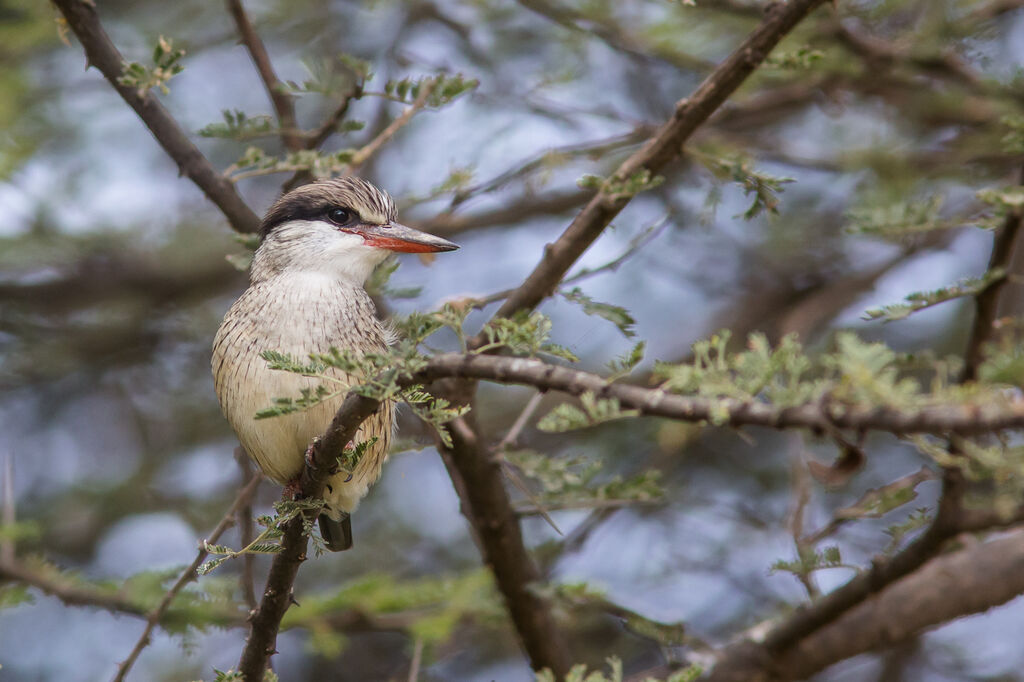 Striped Kingfisher