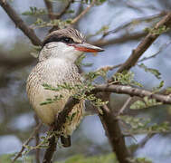 Striped Kingfisher