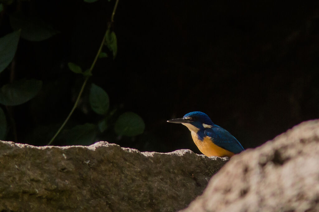 Half-collared Kingfisher