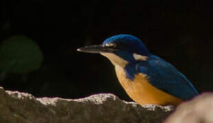 Half-collared Kingfisher