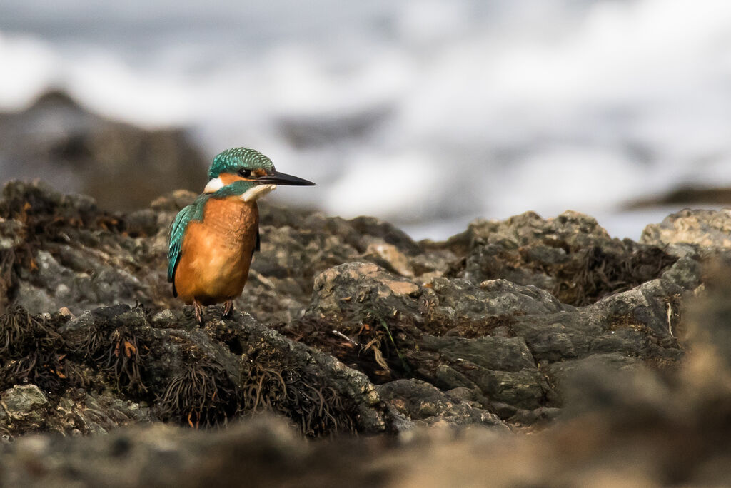 Common Kingfisher male, close-up portrait