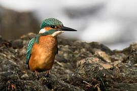 Common Kingfisher